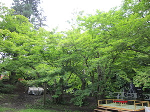 中野のモミジ