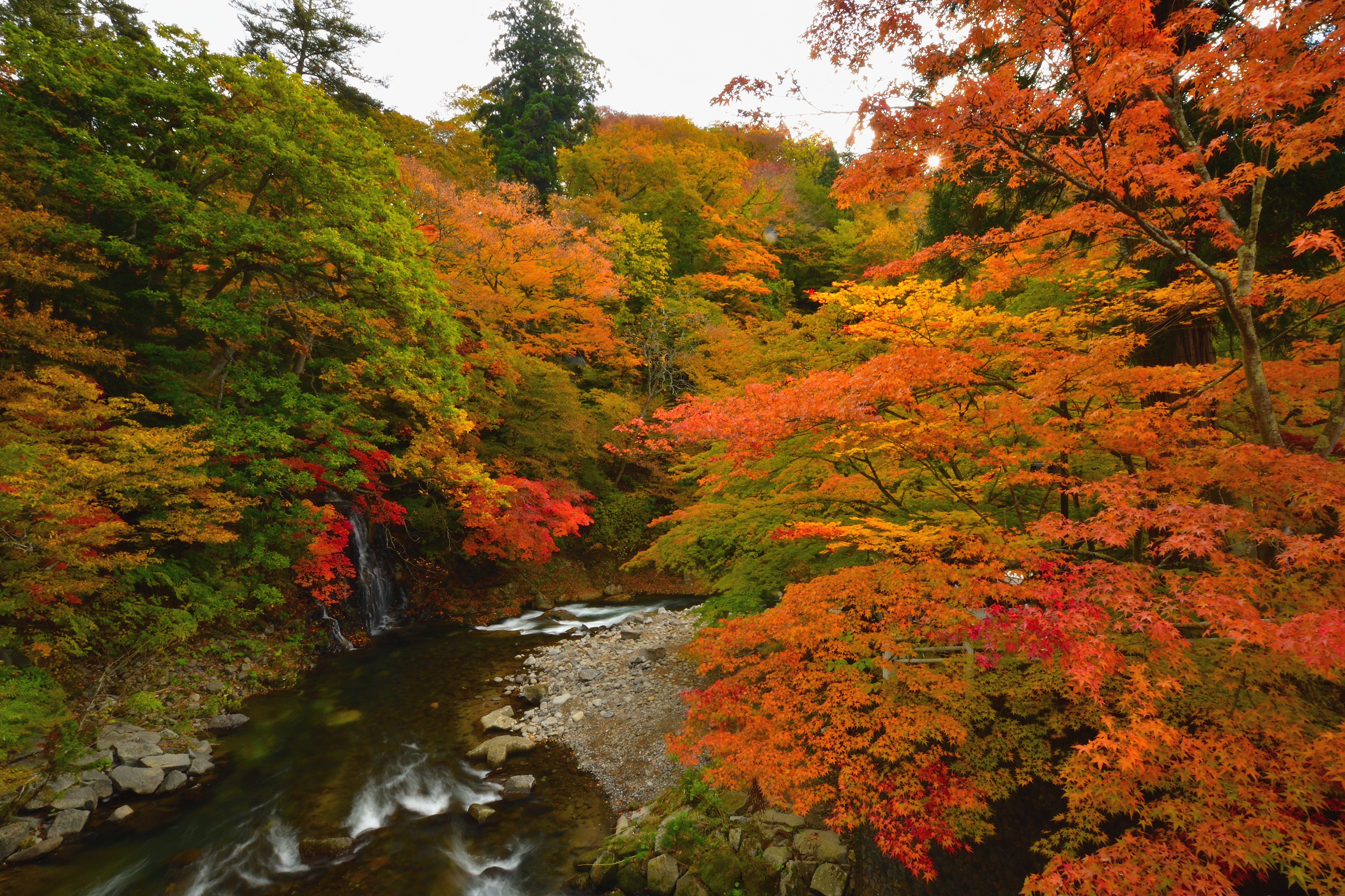 中野もみじ山