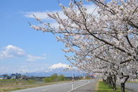 桜と岩木山